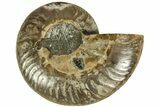 Cut & Polished Ammonite Fossil (Half) - Madagascar #206831-1